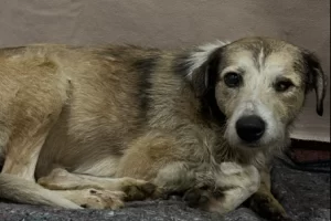 Nico, el perro rescatado de un charco de petróleo, sufrió una convulsión: “Las próximas 24 a 48 horas serán muy importantes”