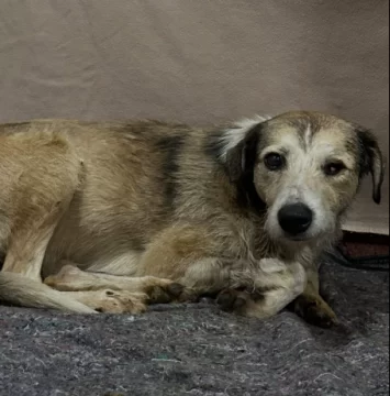 Nico, el perro rescatado de un charco de petróleo, sufrió una convulsión: “Las próximas 24 a 48 horas serán muy importantes” Nico, el perro rescatado de un charco de petróleo, sufrió una convulsión: “Las próximas 24 a 48 horas serán muy importantes”
