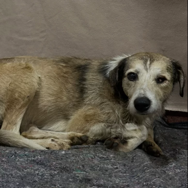 Nico, el perro rescatado de un charco de petróleo, sufrió una convulsión: “Las próximas 24 a 48 horas serán muy importantes” Nico, el perro rescatado de un charco de petróleo, sufrió una convulsión: “Las próximas 24 a 48 horas serán muy importantes”