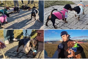 Salchi encuentro: una decena de perros salchichas se encontraron en la costanera Salchi encuentro: una decena de perros salchichas se encontraron en la costanera