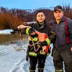 Bomberos liberaron a un flamenco atrapado por líneas de pesca en El Calafate