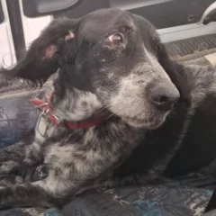 La travesía de Gastón, el perro que viajó desde Río Gallegos a Gaiman para volver con su mamá: “Lloró mucho”