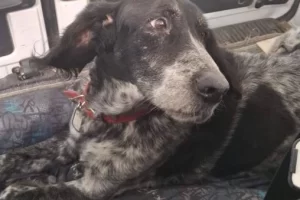 La travesía de Gastón, el perro que viajó desde Río Gallegos a Gaiman para volver con su mamá: “Lloró mucho”