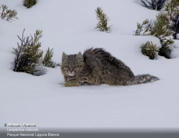 Gato de los pajonales, la especie amenazada que fue avistada en los paisajes nevados de Santa Cruz Gato de los pajonales, la especie amenazada que fue avistada en los paisajes nevados de Santa Cruz