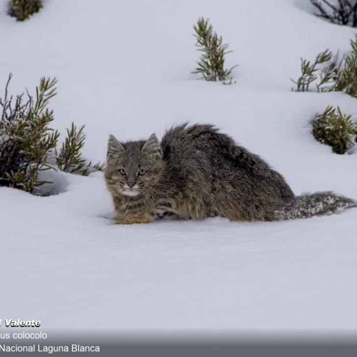 Gato de los pajonales, la especie amenazada que fue avistada en los paisajes nevados de Santa Cruz Gato de los pajonales, la especie amenazada que fue avistada en los paisajes nevados de Santa Cruz