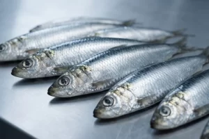 Sardina fueguina en Santa Cruz: abren la inscripción para habilitar buques en la pesquería experimental