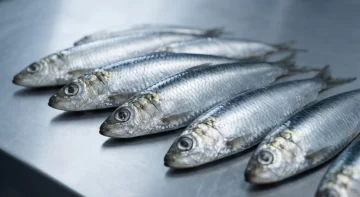 Sardina fueguina en Santa Cruz: abren la inscripción para habilitar buques en la pesquería experimental Sardina fueguina en Santa Cruz: abren la inscripción para habilitar buques en la pesquería experimental