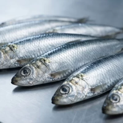 Sardina fueguina en Santa Cruz: abren la inscripción para habilitar buques en la pesquería experimental
