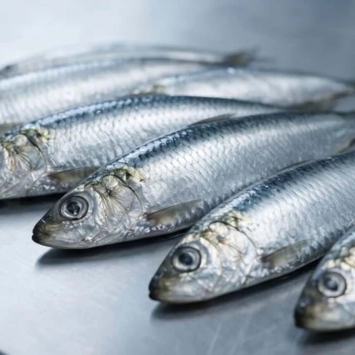 Sardina fueguina en Santa Cruz: abren la inscripción para habilitar buques en la pesquería experimental Sardina fueguina en Santa Cruz: abren la inscripción para habilitar buques en la pesquería experimental