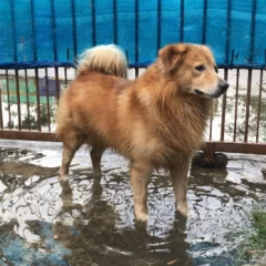 Alerta en Santa Cruz: detectaron leptospirosis en perros y piden extremar los cuidados