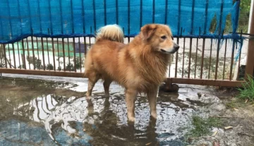 Alerta en Santa Cruz: detectaron leptospirosis en perros y piden extremar los cuidados Alerta en Santa Cruz: detectaron leptospirosis en perros y piden extremar los cuidados