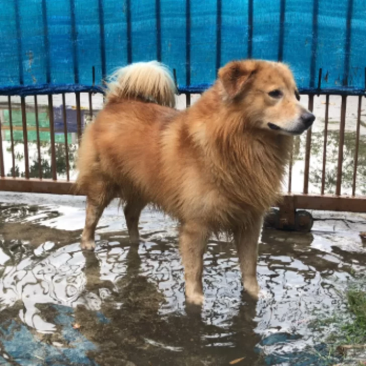 Alerta en Santa Cruz: detectaron leptospirosis en perros y piden extremar los cuidados Alerta en Santa Cruz: detectaron leptospirosis en perros y piden extremar los cuidados