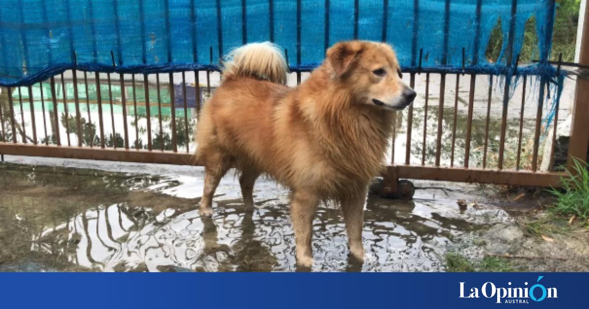 Alerta en Santa Cruz: detectaron leptospirosis en perros y piden extremar los cuidados
