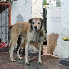 Nico, el perro rescatado de un charco de petróleo, atraviesa horas delicadas en su recuperación