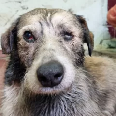 Nico se recupera tras quedar atrapado en un charco de petróleo: “Su evolución es muy positiva”