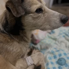 Nico, el perro rescatado de un charco de petróleo, presentó una importante mejoría