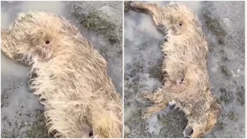 Alertan por la aparición de perros “baleados” en el barrio Ayres Argentinos Alertan por la aparición de perros “baleados” en el barrio Ayres Argentinos