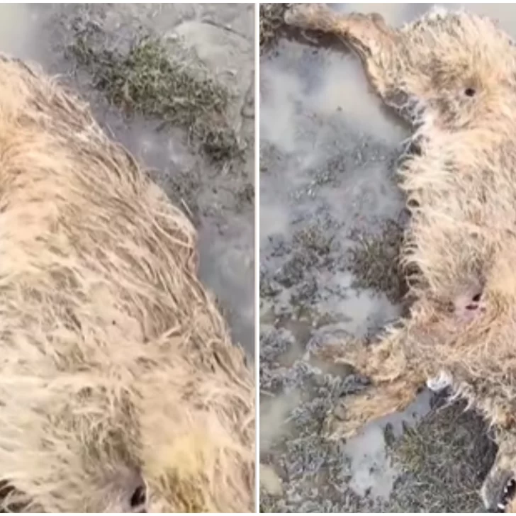 Alertan por la aparición de perros “baleados” en el barrio Ayres Argentinos Alertan por la aparición de perros “baleados” en el barrio Ayres Argentinos
