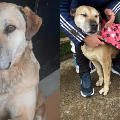 “Cabezón”, el perro del corralón que había sido adoptado, nuevamente espera por una familia