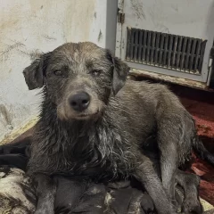 El perro que quedó cubierto de petróleo continúa su recuperación en Comodoro Rivadavia: “Le falta un ojito”