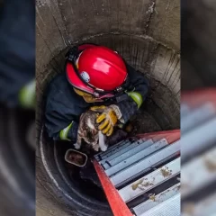 En Piedra Buena: un gatito cayó en un pozo cloacal y fue rescatado por bomberos