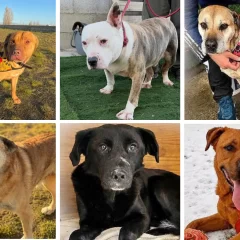 Seis perros buscan una familia en Río Gallegos: llevan años esperando una oportunidad