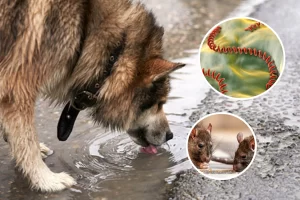 Leptospirosis en perros: qué precauciones tomar y cuáles son los síntomas de alerta Leptospirosis en perros: qué precauciones tomar y cuáles son los síntomas de alerta