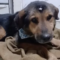 Vida, la perra rescatada del basural de Río Gallegos, continúa su recuperación: “A la espera de que suelden los huesos quebrados”
