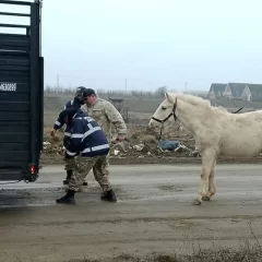 Rescataron a un caballo suelto que deambulaba por la vía pública en Río Gallegos