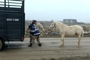Rescataron a un caballo suelto que deambulaba por la vía pública en Río Gallegos Rescataron a un caballo suelto que deambulaba por la vía pública en Río Gallegos