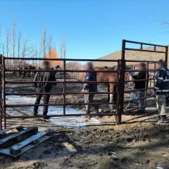 Retiraron 18 caballos que deambulaban por la Ruta 40 cerca de Perito Moreno