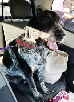 Un perro de 13 años recorrió Santa Cruz y Chubut para volver con su mamá humana Un perro de 13 años recorrió Santa Cruz y Chubut para volver con su mamá humana