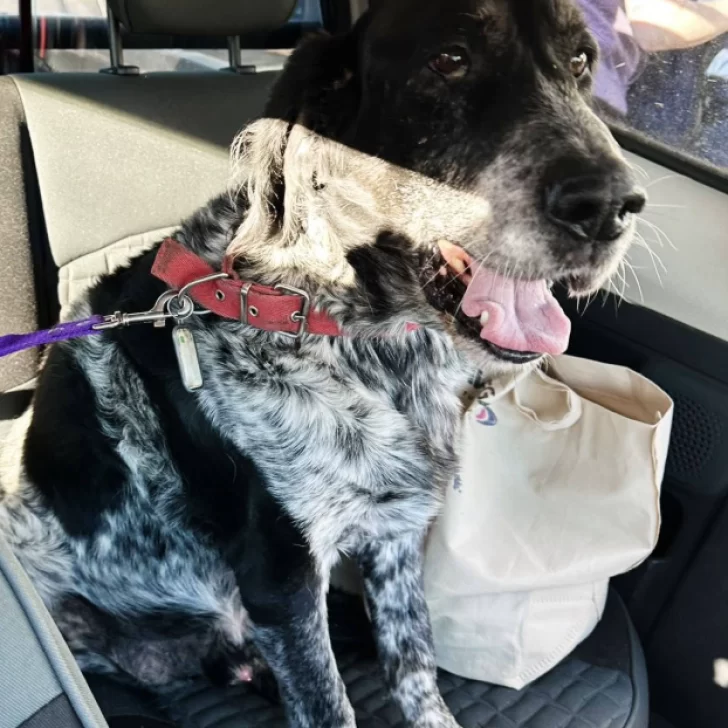 Un perro de 13 años recorrió Santa Cruz y Chubut para volver con su mamá humana Un perro de 13 años recorrió Santa Cruz y Chubut para volver con su mamá humana