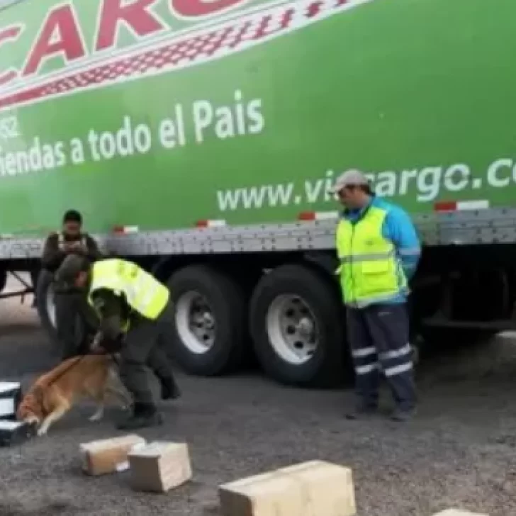 Detuvieron a una mujer que intentó retirar una encomienda con varios kilos de marihuana Detuvieron a una mujer que intentó retirar una encomienda con varios kilos de marihuana