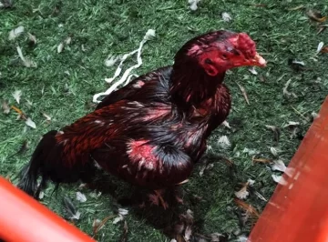 Rescataron a más de 100 gallos de riñas clandestinas en un boliche de una ciudad bonaerense Rescataron a más de 100 gallos de riñas clandestinas en un boliche de una ciudad bonaerense