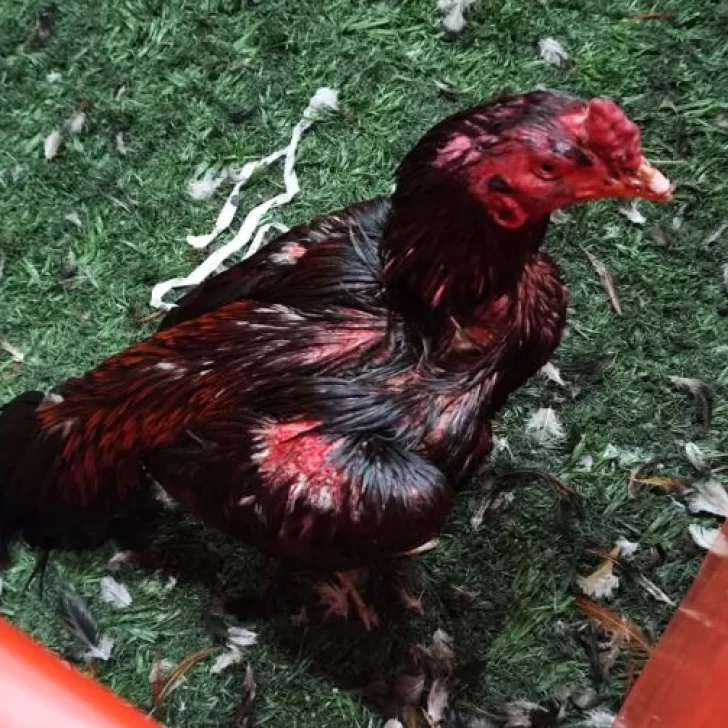 Rescataron a más de 100 gallos de riñas clandestinas en un boliche de una ciudad bonaerense Rescataron a más de 100 gallos de riñas clandestinas en un boliche de una ciudad bonaerense