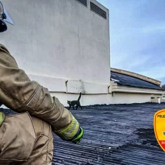 Caleta Olivia: bomberos rescataron a un gato que estaba atrapado en el techo de una escuela