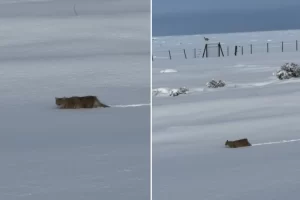 El video del majestuoso paso de un felino por los paisajes nevados de Santa Cruz