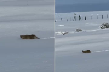 El video del majestuoso paso de un felino por los paisajes nevados de Santa Cruz El video del majestuoso paso de un felino por los paisajes nevados de Santa Cruz