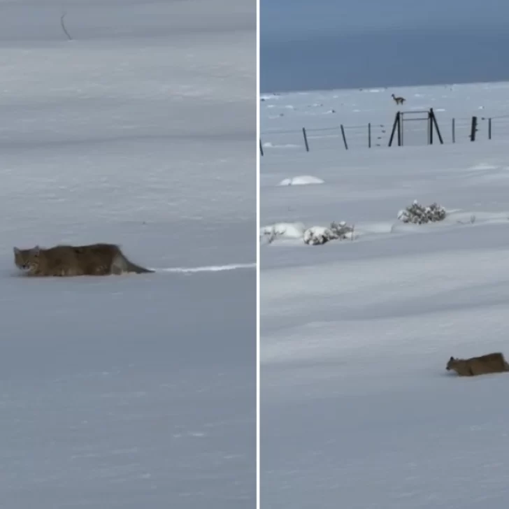 El video del majestuoso paso de un felino por los paisajes nevados de Santa Cruz El video del majestuoso paso de un felino por los paisajes nevados de Santa Cruz