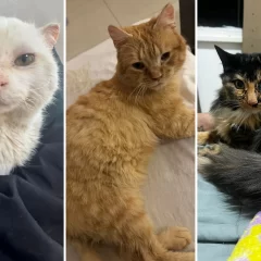 Día Internacional del Gato: rescates y abandono, la realidad de los felinos en Río Gallegos