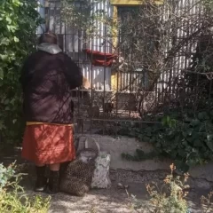 Piden ayuda urgente para los gatos de una vecina de Comodoro Rivadavia que murió en situación de abandono