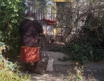 Piden ayuda urgente para los gatos de una vecina de Comodoro Rivadavia que murió en situación de abandono Piden ayuda urgente para los gatos de una vecina de Comodoro Rivadavia que murió en situación de abandono