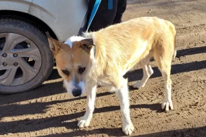 Perejil, el perro “acusado” de matar a una nena en Playa Magagna, fue trasladado a un refugio con custodia policial