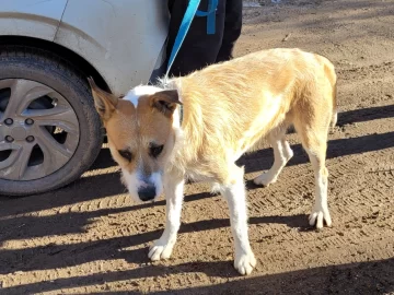 Perejil, el perro “acusado” de matar a una nena en Playa Magagna, fue trasladado a un refugio con custodia policial Perejil, el perro “acusado” de matar a una nena en Playa Magagna, fue trasladado a un refugio con custodia policial