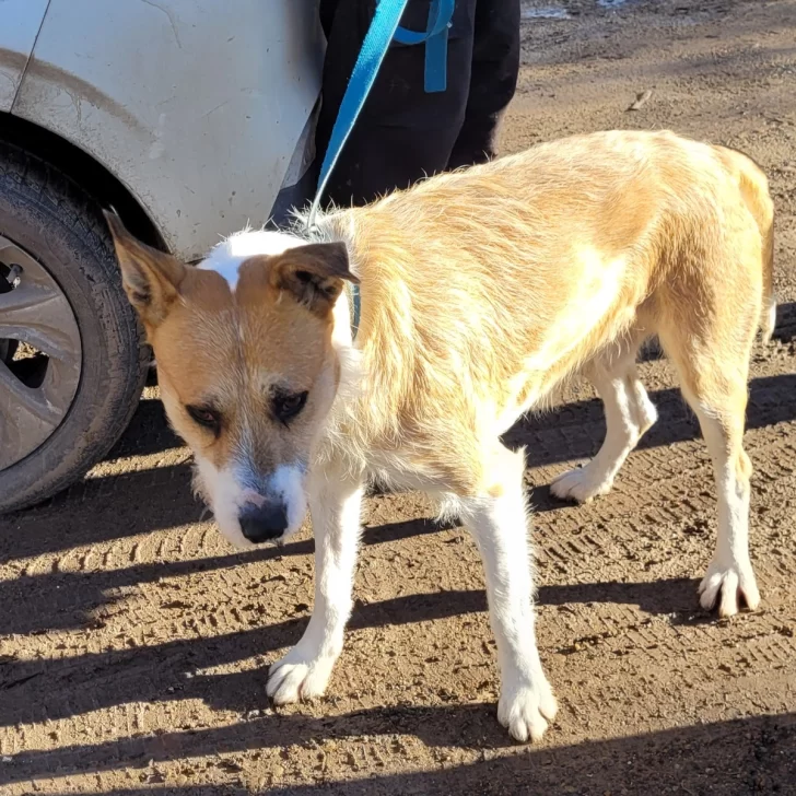 Perejil, el perro “acusado” de matar a una nena en Playa Magagna, fue trasladado a un refugio con custodia policial Perejil, el perro “acusado” de matar a una nena en Playa Magagna, fue trasladado a un refugio con custodia policial