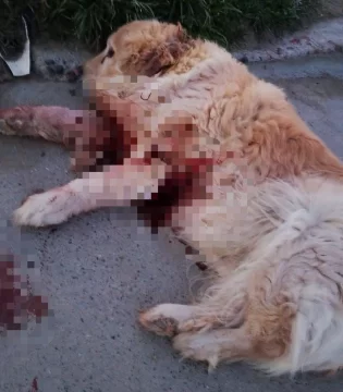 Vecinos colaboraron para rescatar un perro ensangrentado e internarlo en Caleta Olivia Vecinos colaboraron para rescatar un perro ensangrentado e internarlo en Caleta Olivia