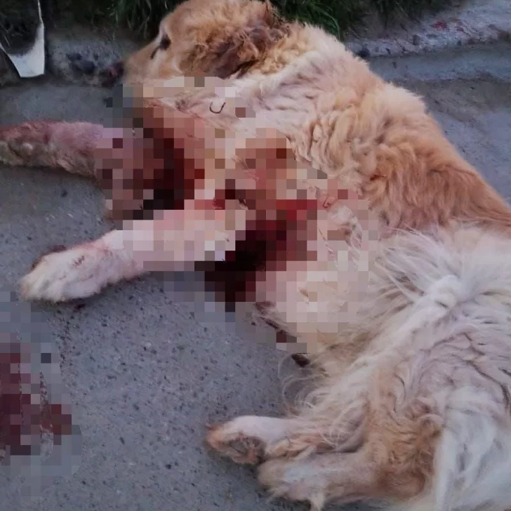 Vecinos colaboraron para rescatar un perro ensangrentado e internarlo en Caleta Olivia Vecinos colaboraron para rescatar un perro ensangrentado e internarlo en Caleta Olivia