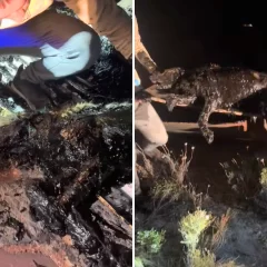 Desesperante rescate de un perro atrapado en un charco de petróleo: “Ayuda, sigue respirando”