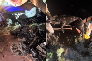 Desesperante rescate de un perro atrapado en un charco de petróleo: “Ayuda, sigue respirando”